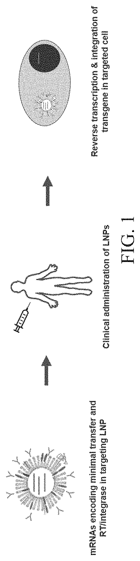 Nucleic acid therapeutics for genetic disorders