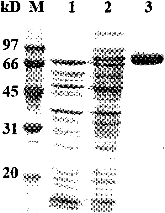 Neutral alpha-galactosidase Aga-S27 having high degradability of alpha-galactoside oligosaccharide, and genes and application thereof