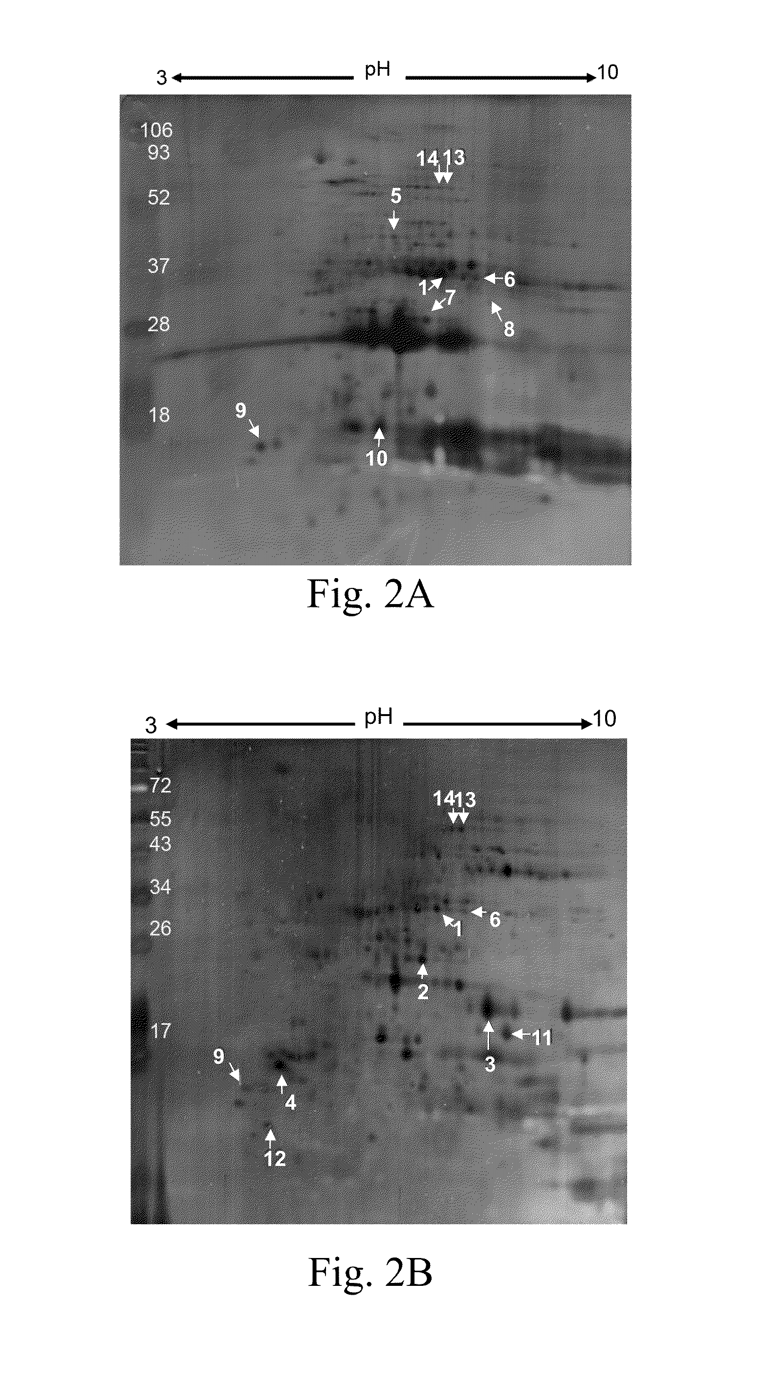 Method of treating leukemia using rice prolamin