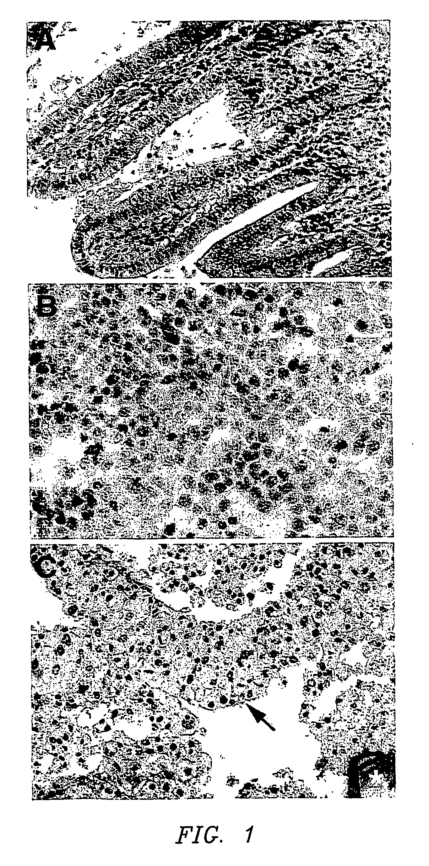 Methods for modeling infectious disease and chemosensitivity in cultured cells and tissues