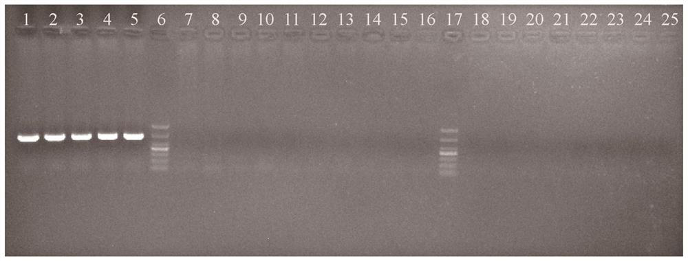 The Characteristic Sequence, Specific Identification Primer and Identification Method of Oyster Kumamoto