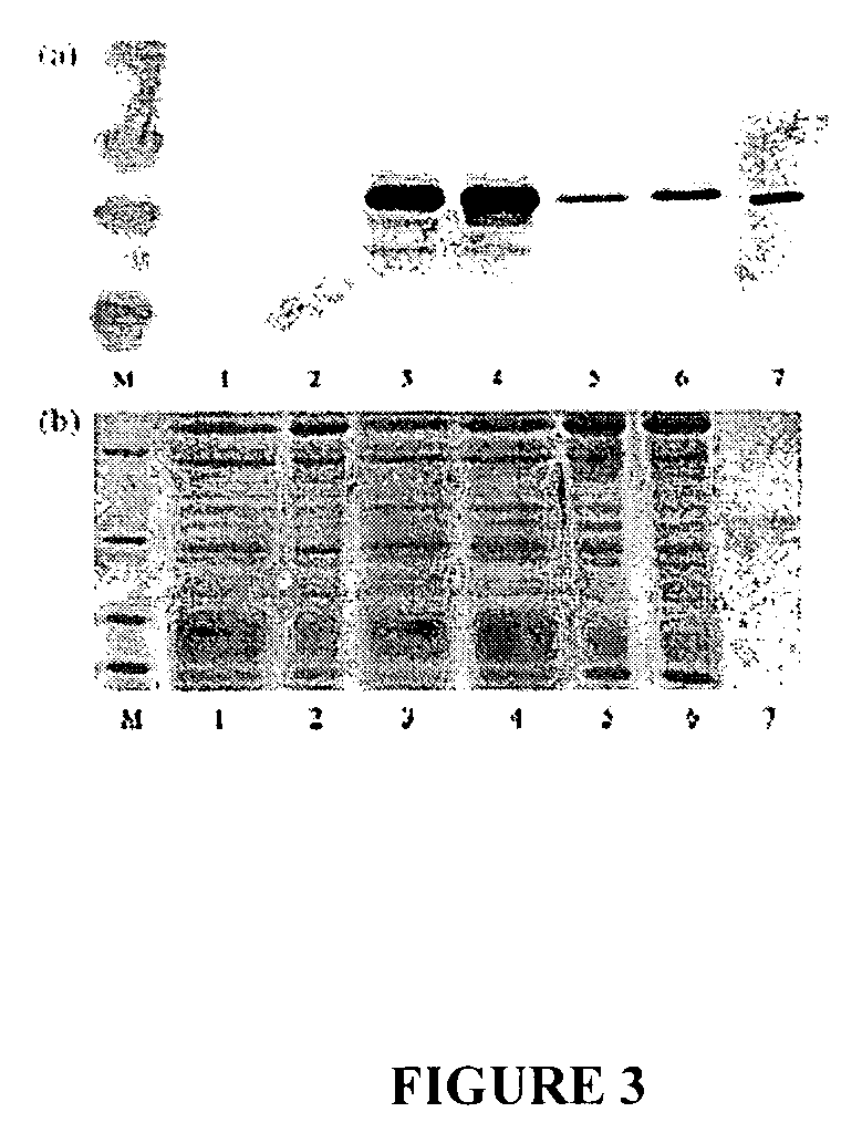 Viral vectors useful in soybean and methods of use