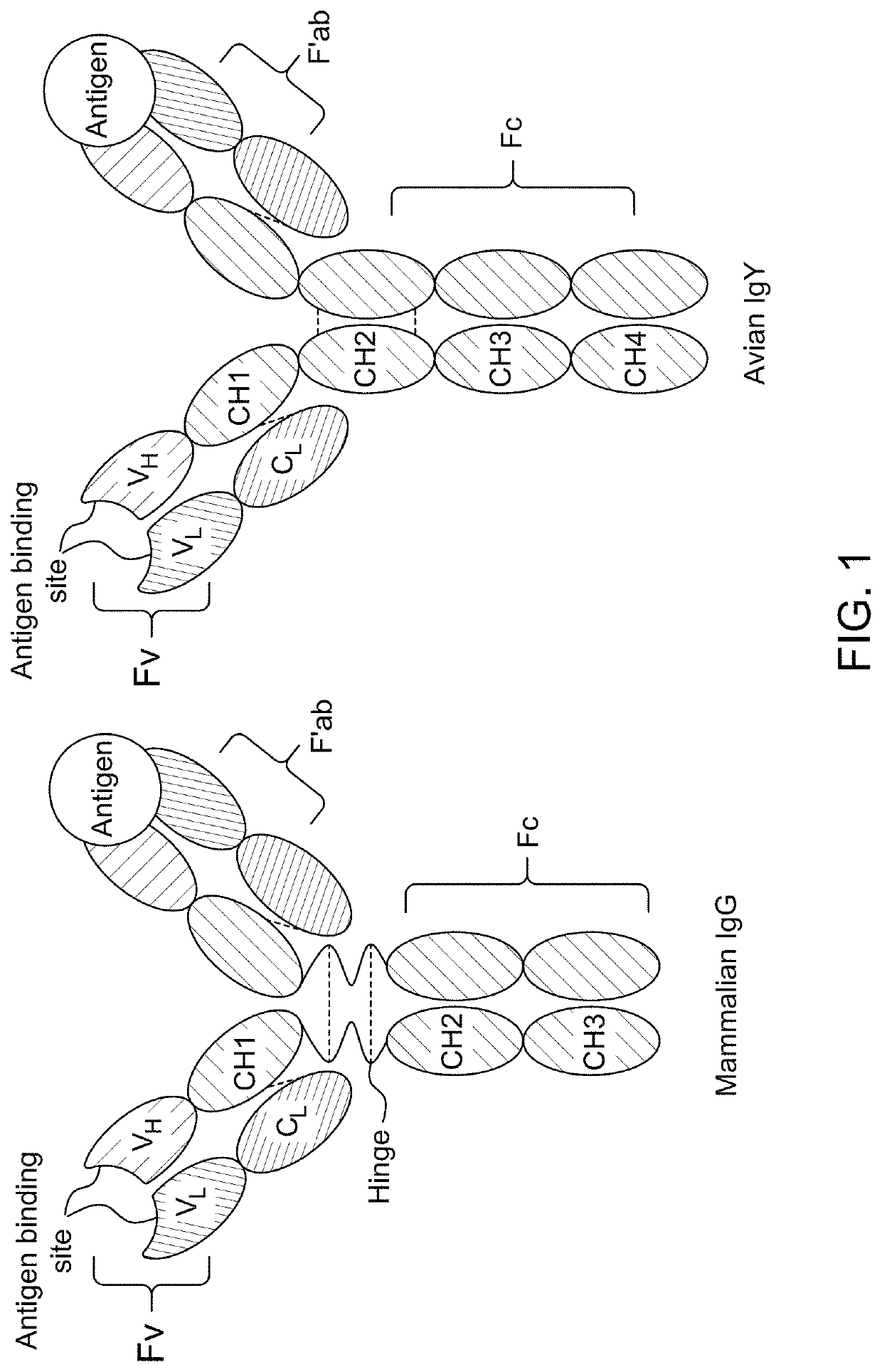 Antibody binding detection method for detecting MERS-CoV