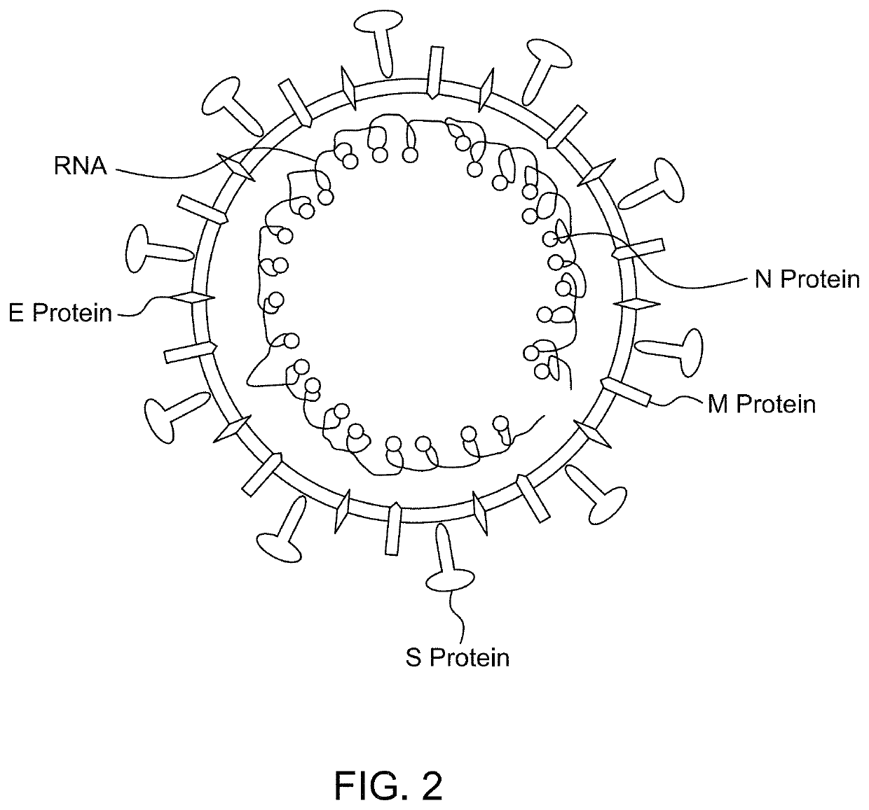 Antibody binding detection method for detecting MERS-CoV