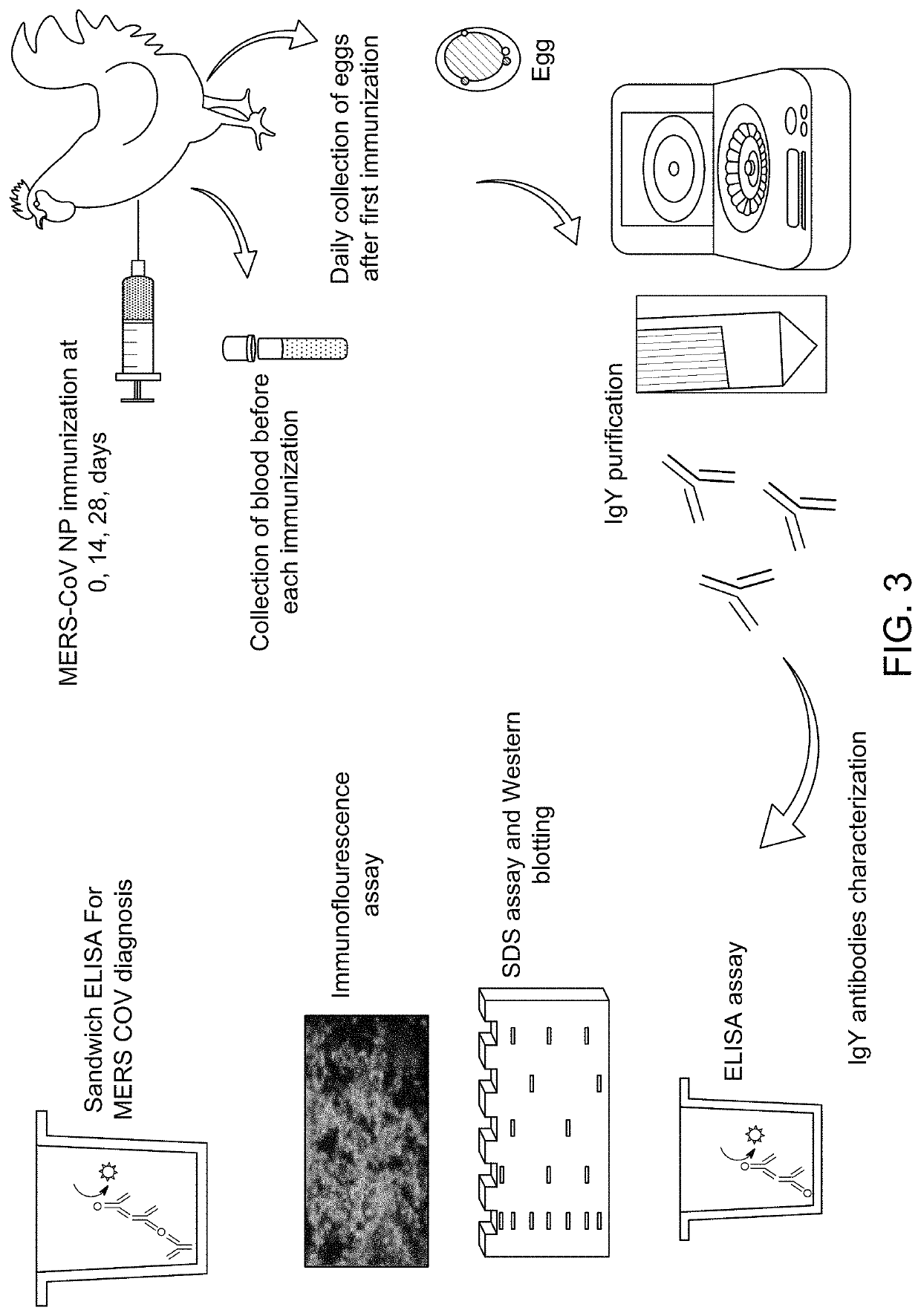 Antibody binding detection method for detecting MERS-CoV