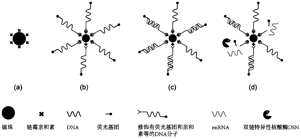 Construction method of magnetic microsphere DNA probe for detecting miRNA molecules as well as product and application of magnetic microsphere DNA probe