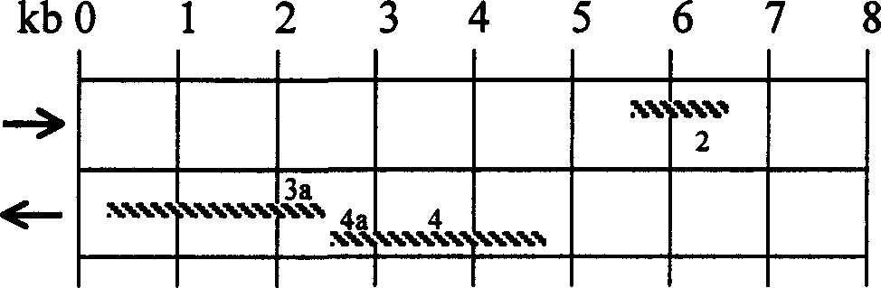 Gene for coding, 1,3-propylene glycol reductase in E.aero strain