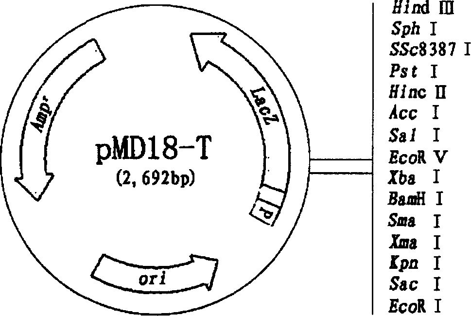 Gene for coding, 1,3-propylene glycol reductase in E.aero strain