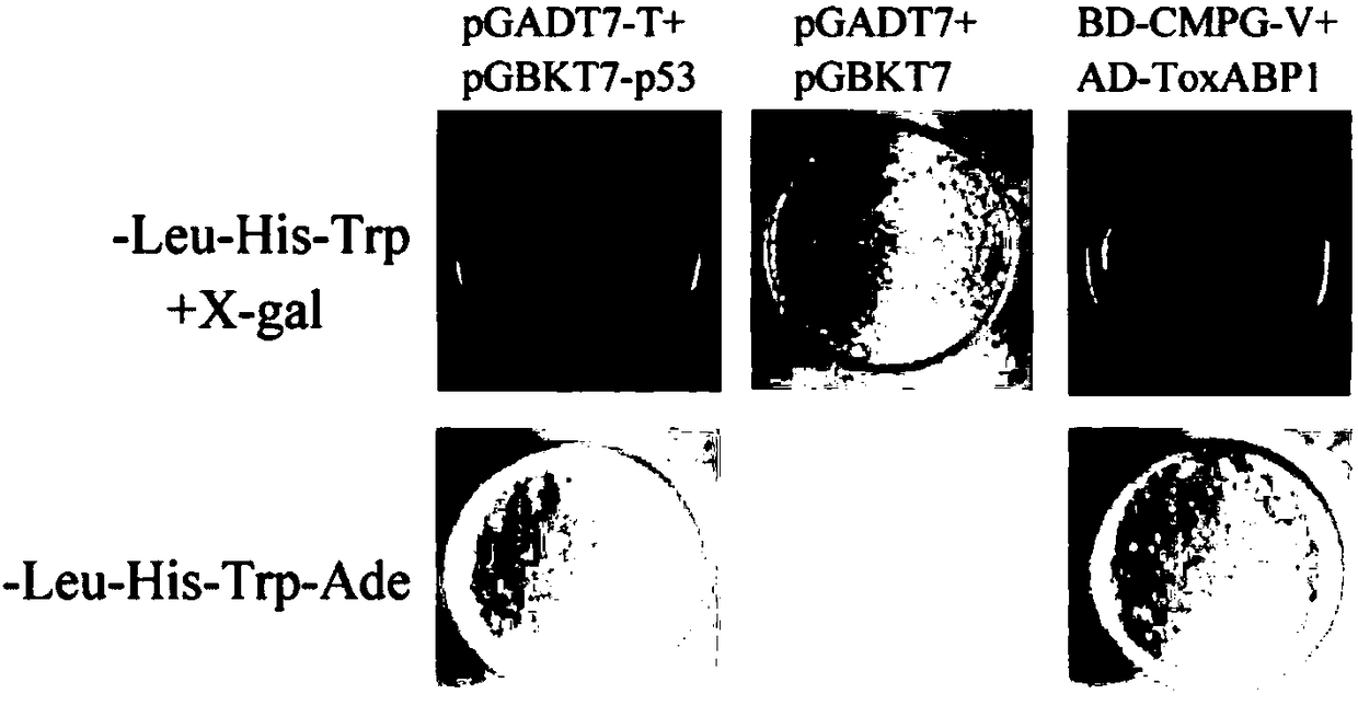 Chloroplast locating gene ToxABP1-V and its application