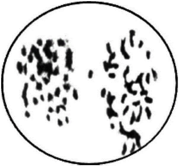 Ploidy mutagenesis method of brier grape buds covered by propyzamide