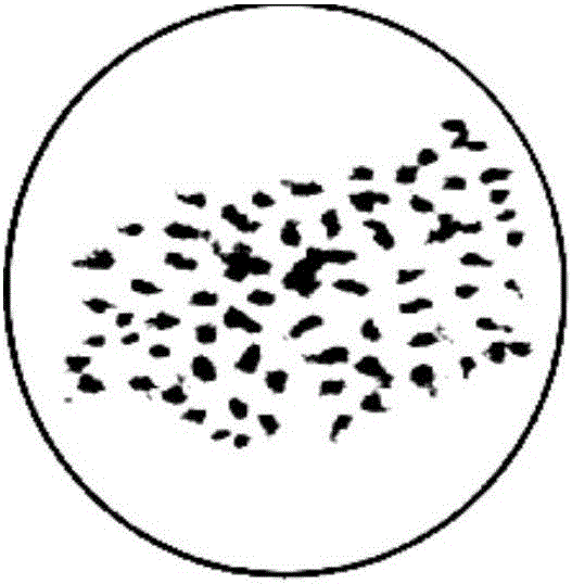 Ploidy mutagenesis method of brier grape buds covered by propyzamide