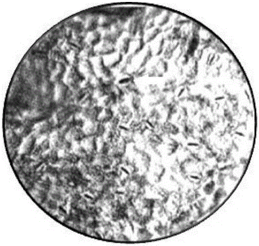 Ploidy mutagenesis method of brier grape buds covered by propyzamide