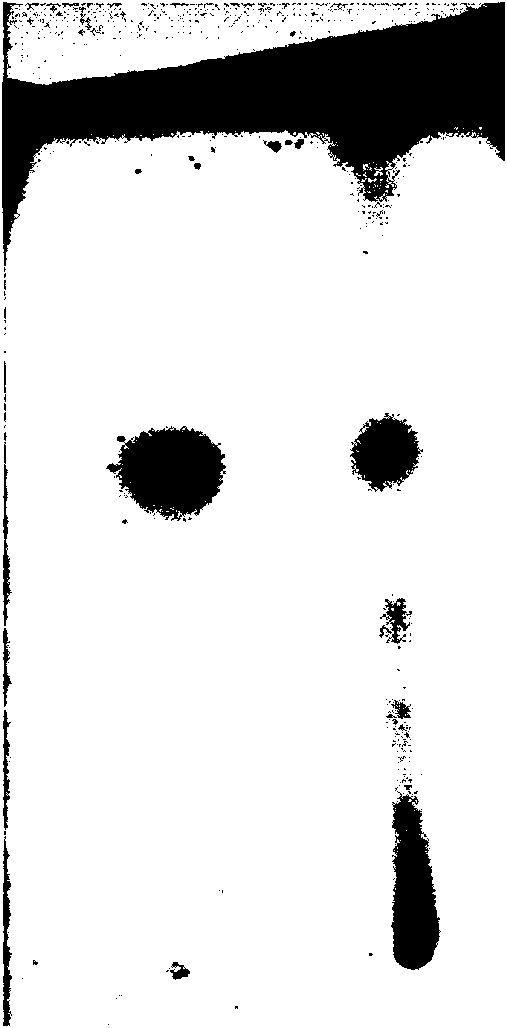 Distinguishing method of juglanin B in pericarpium juglandis and content measuring method thereof