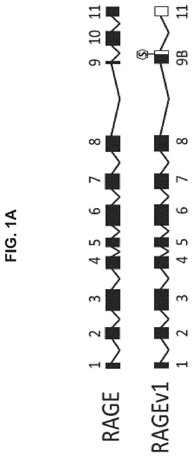 Modulators and modulation of the receptor for advanced glycation end-products RNA