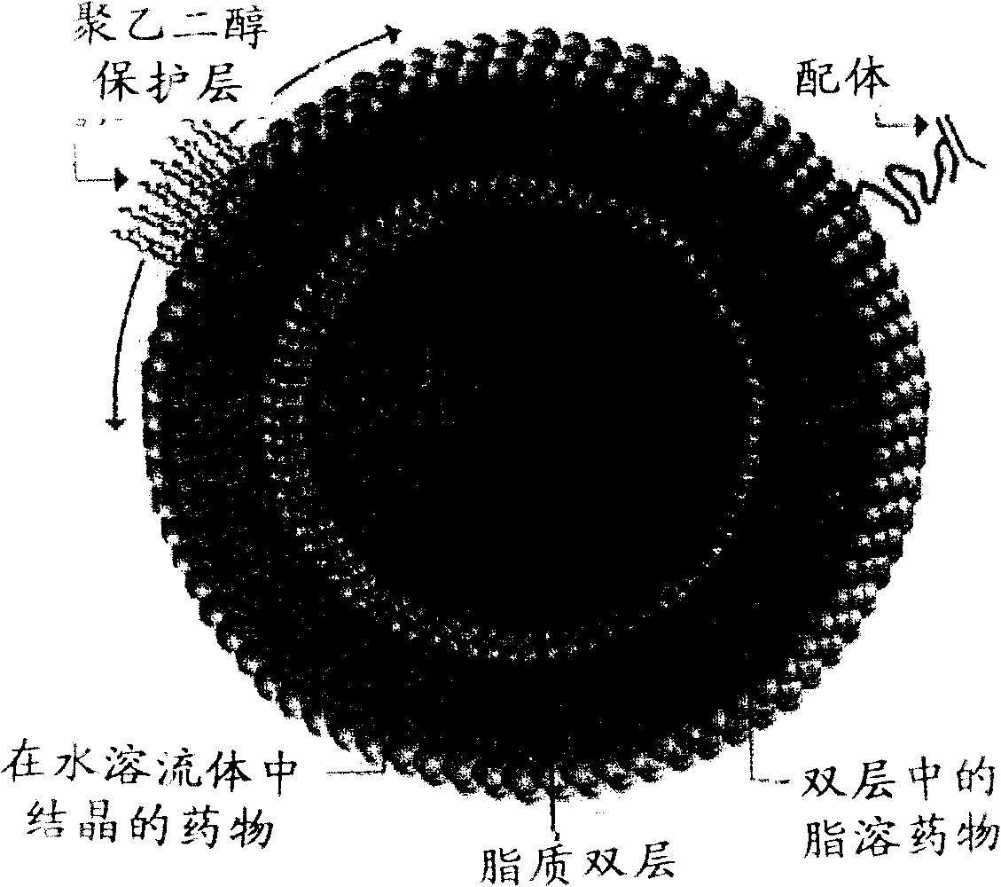 Biological endophilic ligand numerator mediated target liposome, preparation and uses thereof