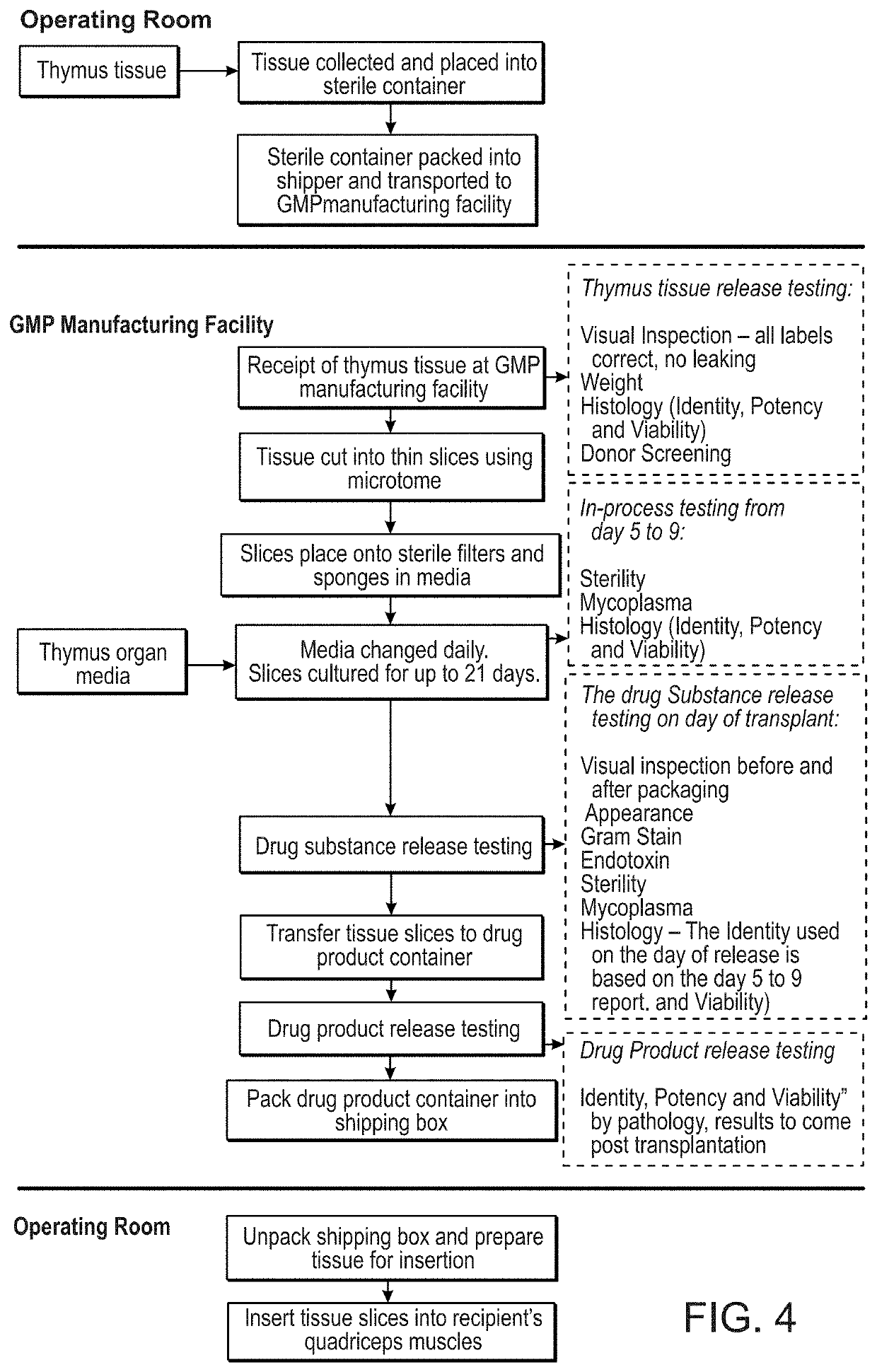 Methods of determining the suitability of cultured thymus tissue for implantation into humans and associated methods of use