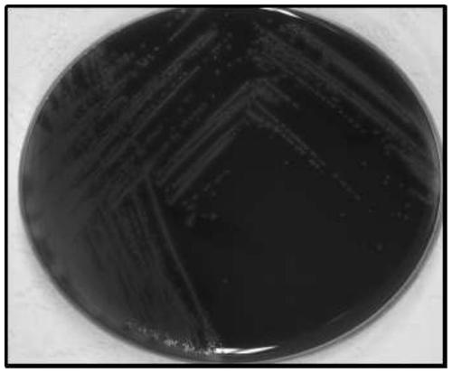 A new streptococcus hts20 and its application