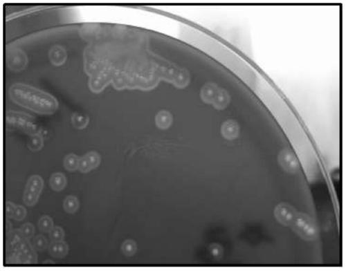 A new streptococcus hts20 and its application