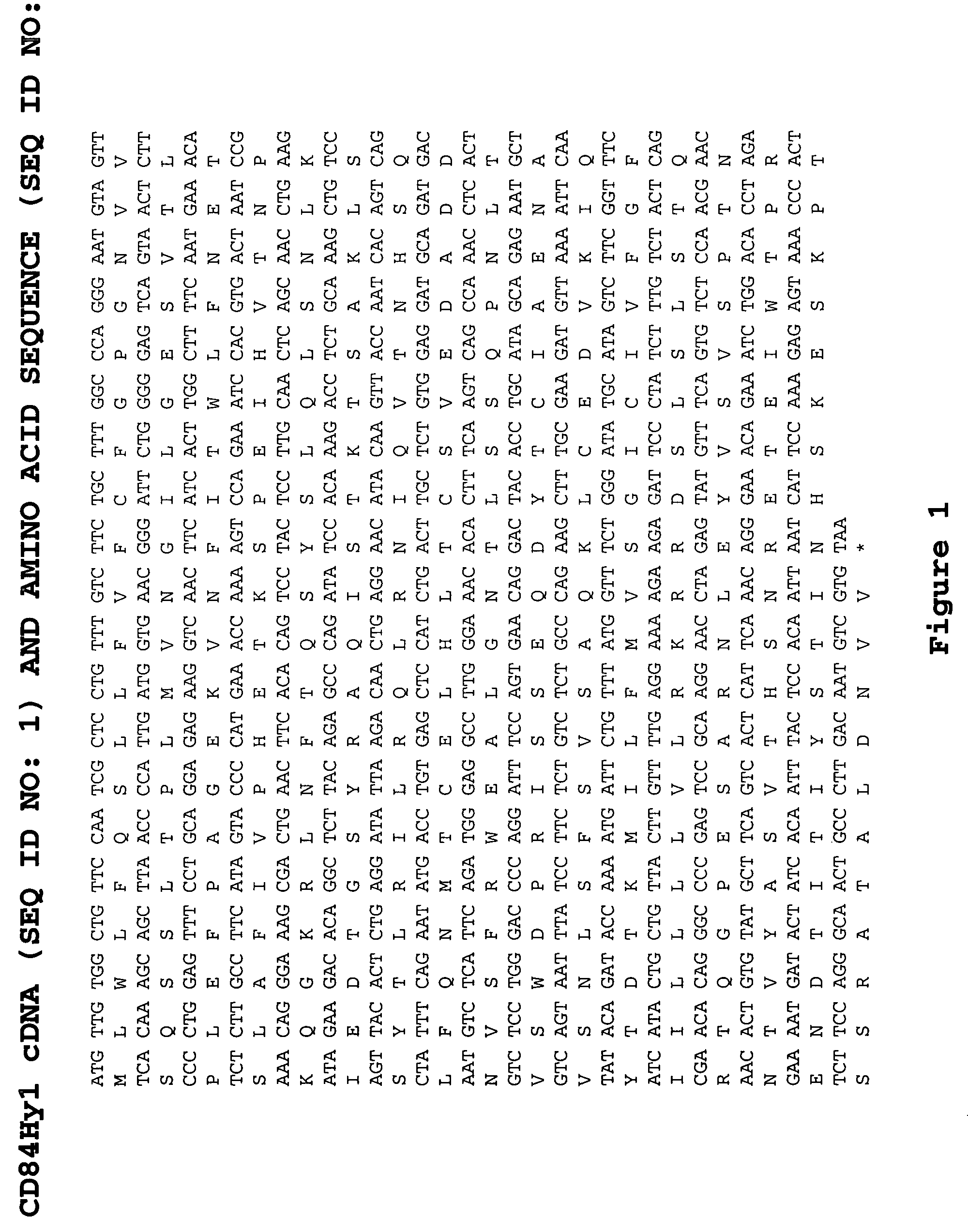 Methods of therapy and diagnosis using immunotargeting of CD84Hy1-expressing cells