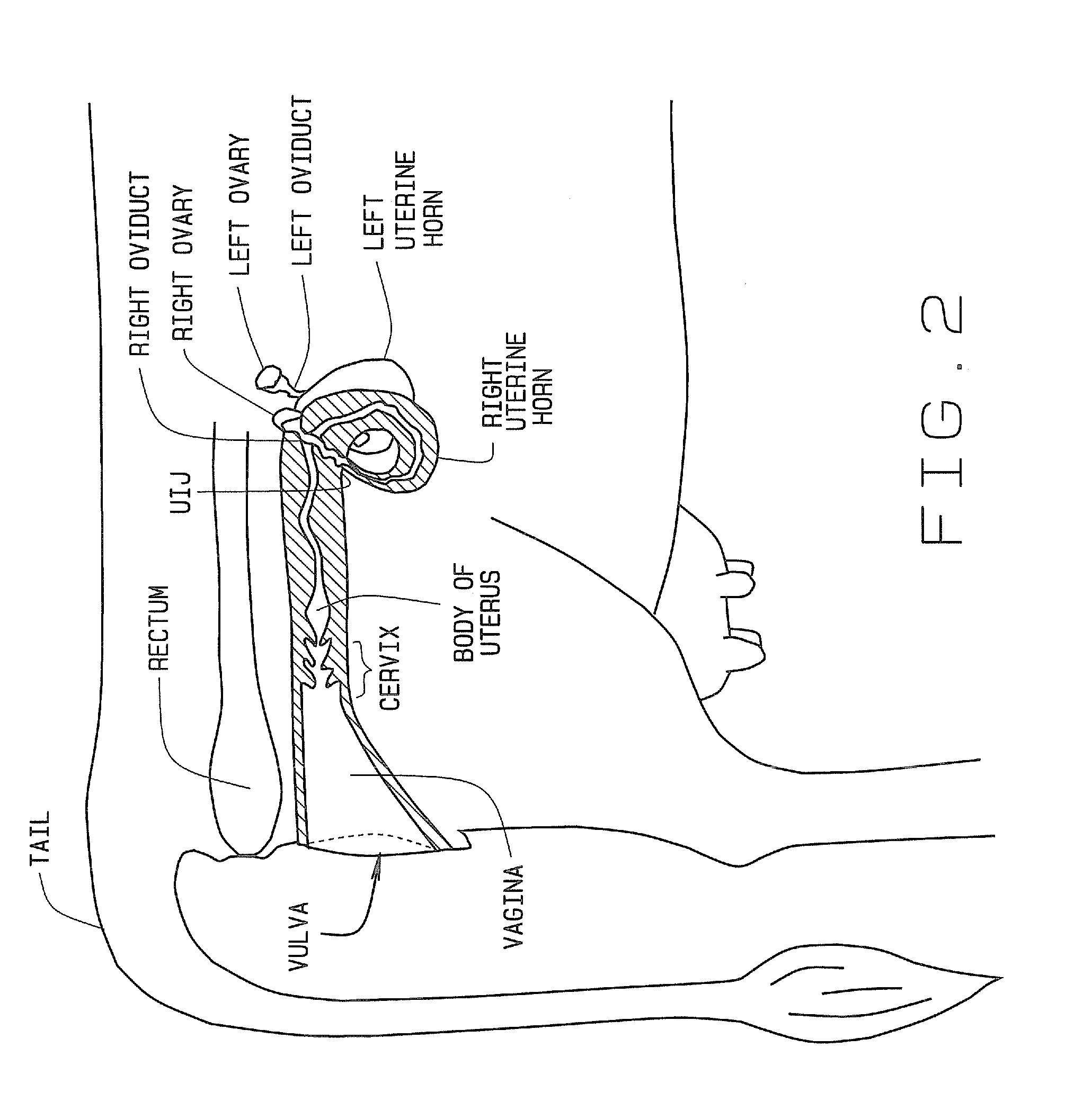 Artificial breeding techniques for bovines including semen diluents and ai apparatus