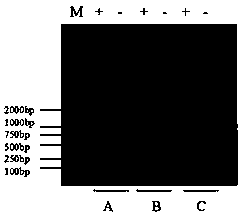 LAMP (Loop-Mediated Isothermal Amplification) detection primer pair for Seneca valley virus and detection method of Seneca valley virus