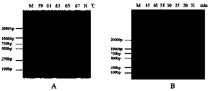 LAMP (Loop-Mediated Isothermal Amplification) detection primer pair for Seneca valley virus and detection method of Seneca valley virus