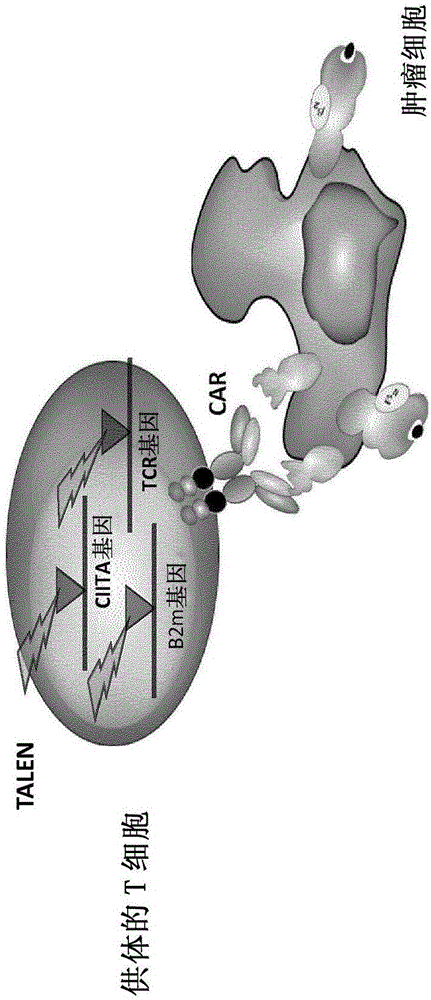 Method for generating T-cells compatible for allogenic transplantation