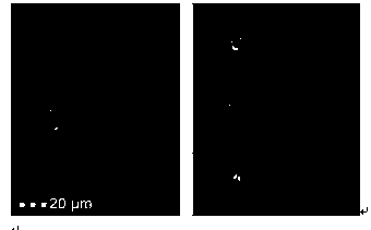 A method and application for rapid analysis of crustacean blood lymphocyte groups and quantity