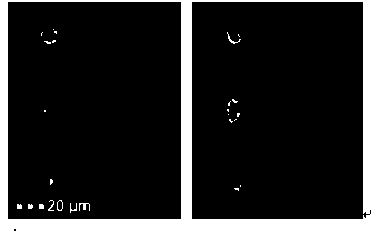 A method and application for rapid analysis of crustacean blood lymphocyte groups and quantity