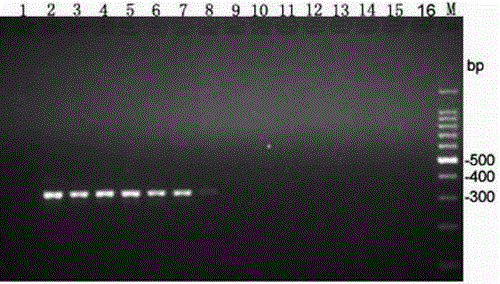 Phytophthora nicotianae molecule detection primer and detection method thereof