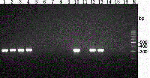 Phytophthora nicotianae molecule detection primer and detection method thereof