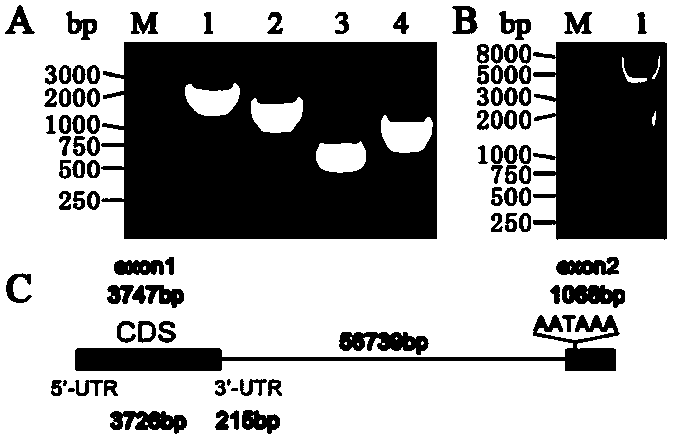 ShRNA (short hairpin ribonucleic acid) suppressing IRS1 (insulin receptor substrate 1) gene expression and application