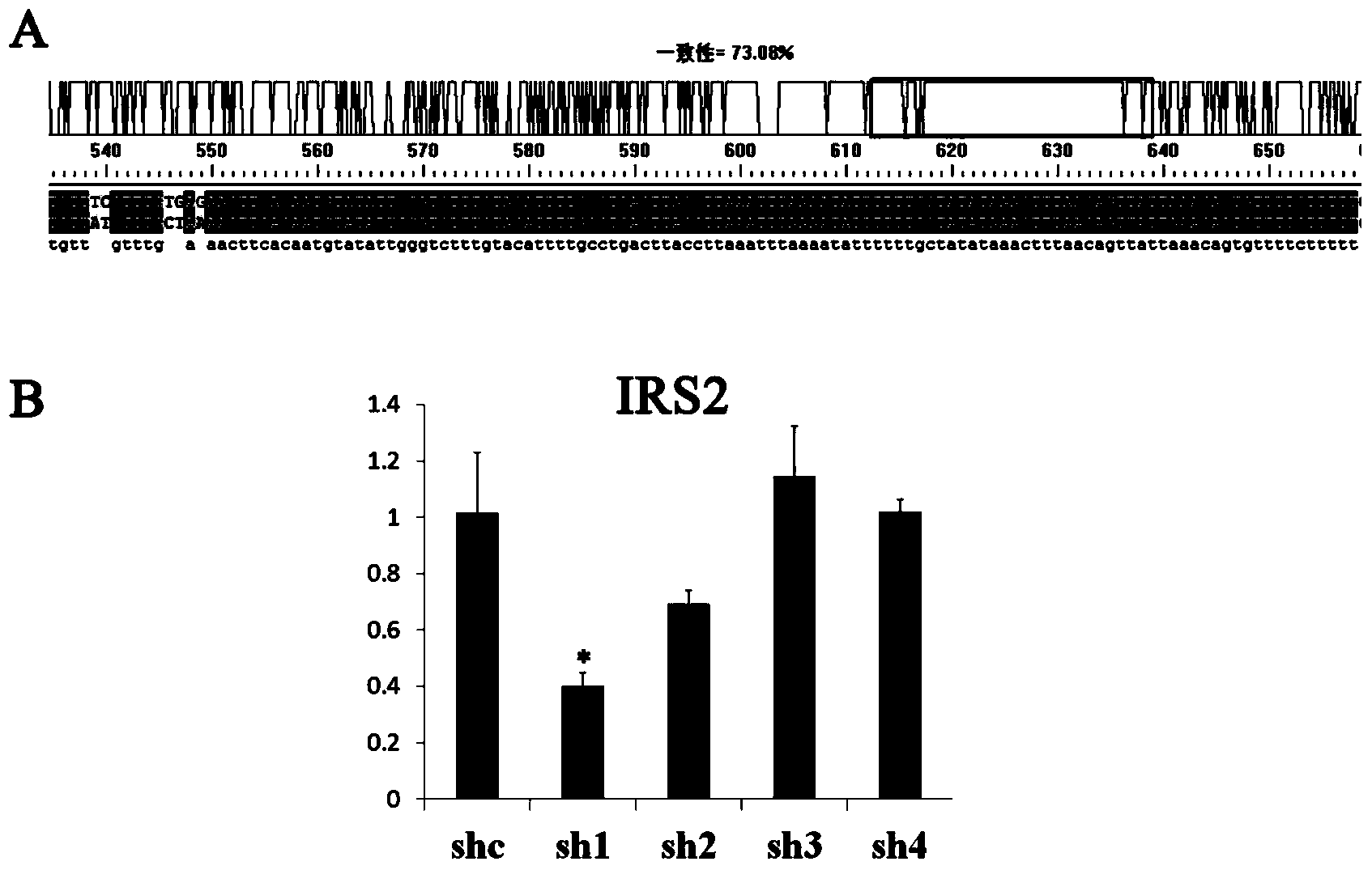 ShRNA (short hairpin ribonucleic acid) suppressing IRS1 (insulin receptor substrate 1) gene expression and application