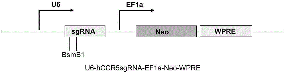 Target sequence, recognized by streptococcus thermophilus CRISPR-Cas9 system, of human CCR5 gene, sgRNA and application of CRISPR-Cas9 system