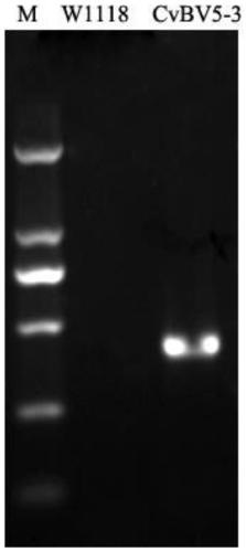 The application of cvbv5-3 gene in reducing the immunity of Drosophila and making the model of immunocompromised Drosophila