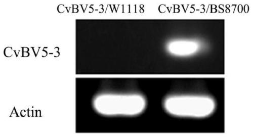 The application of cvbv5-3 gene in reducing the immunity of Drosophila and making the model of immunocompromised Drosophila