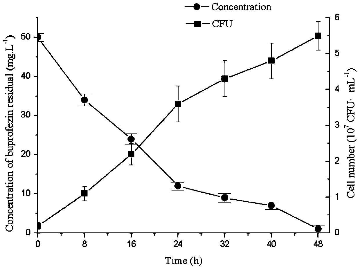 A strain of bacteria capable of degrading the insecticides buprofezin and bifenthrin and its production agent