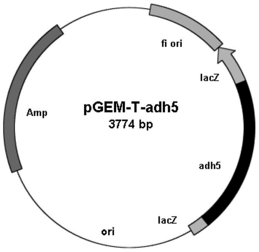 A carbonyl reductase gene, encoding enzyme, carrier, engineering bacteria and application thereof