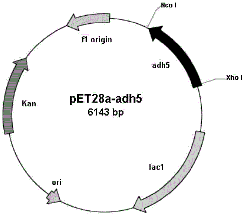 A carbonyl reductase gene, encoding enzyme, carrier, engineering bacteria and application thereof