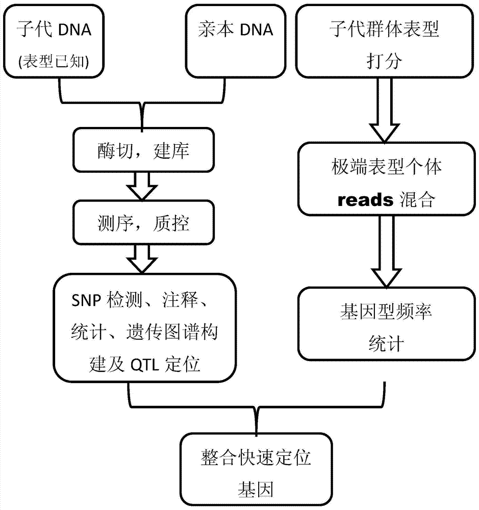 Multiple testing methods for gene mapping