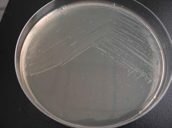 Haemophilus parasuis, streptococcus suis and actinobacillus pleuropneumoniae triple inactivated vaccine and application thereof