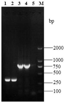 Haemophilus parasuis, streptococcus suis and actinobacillus pleuropneumoniae triple inactivated vaccine and application thereof