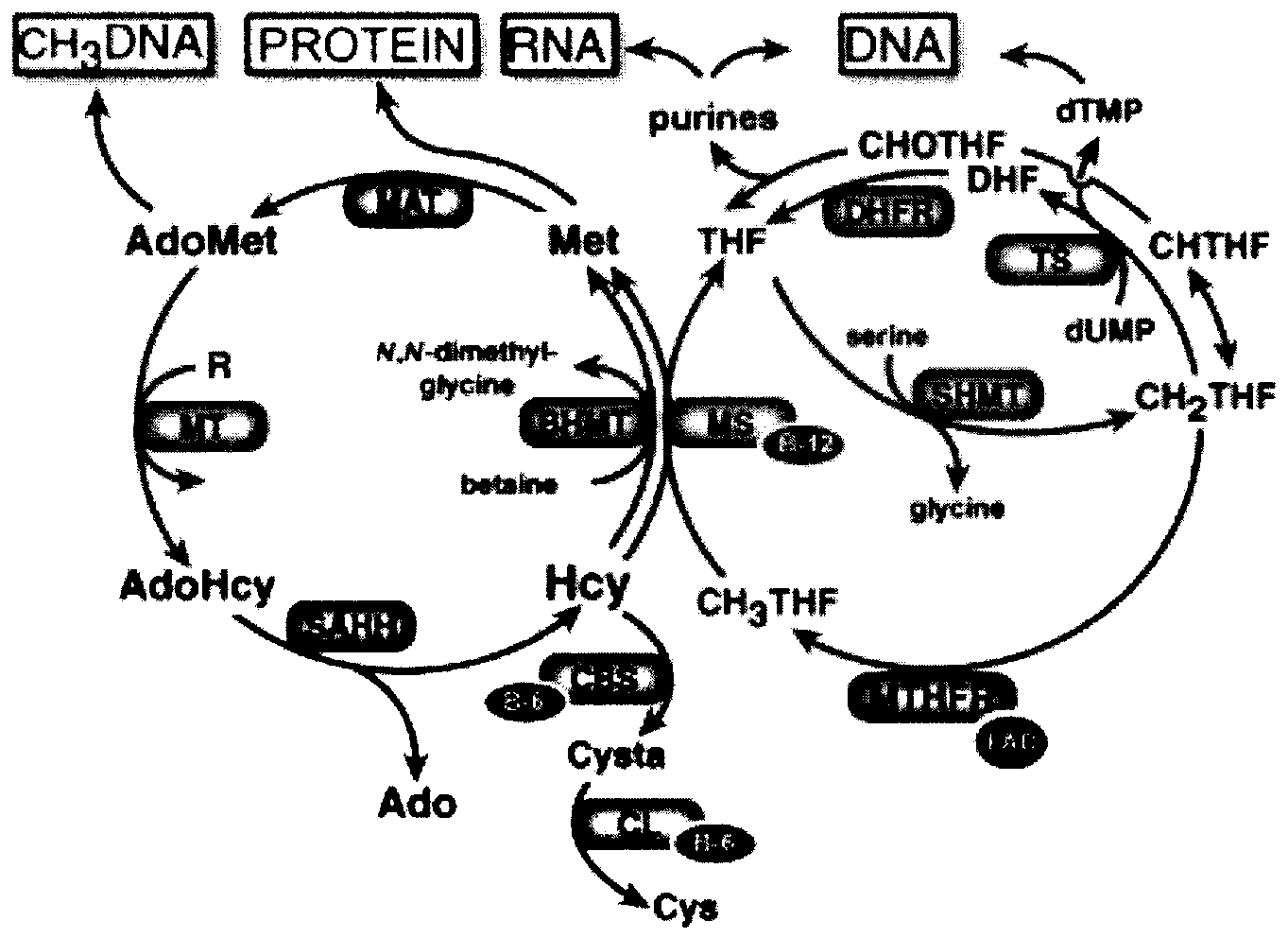 Application of caffeic acid in preparation of medicines for inhibiting leucocyte Src activation