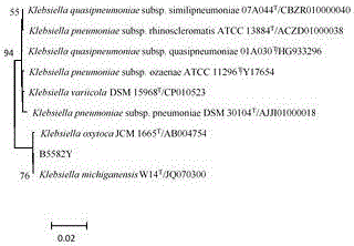 Beta-Galactosidase-producing Klebsiella and application thereof