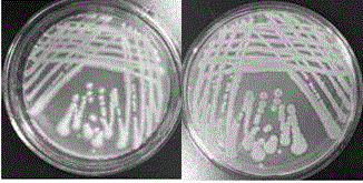 Beta-Galactosidase-producing Klebsiella and application thereof