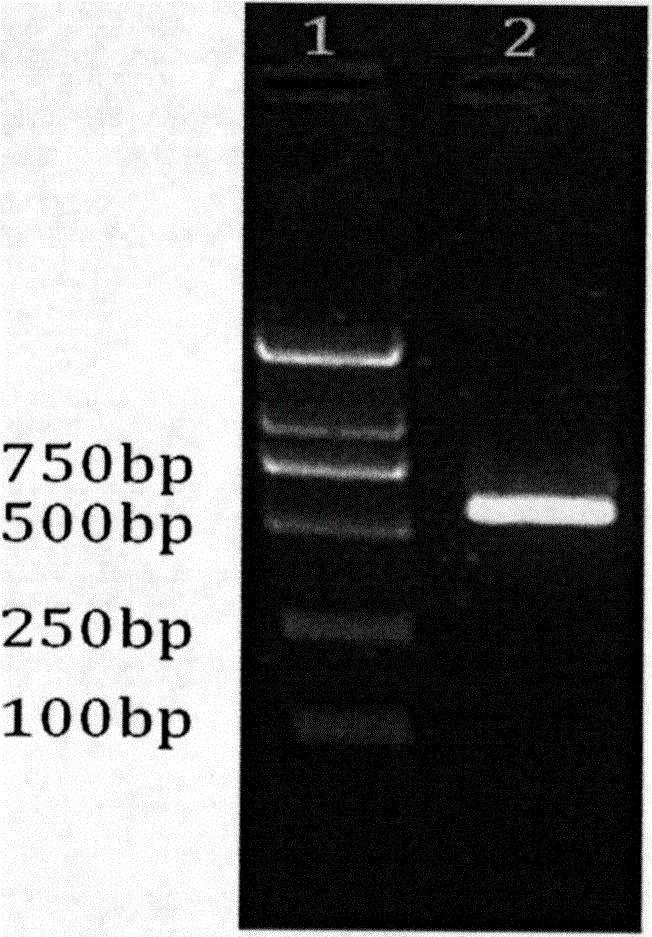 Preparation method of cold shock protein