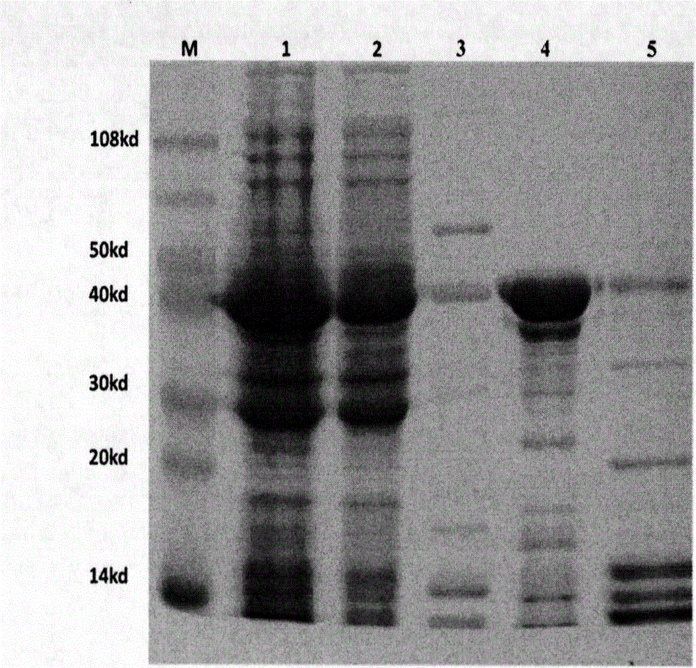 Preparation method of cold shock protein