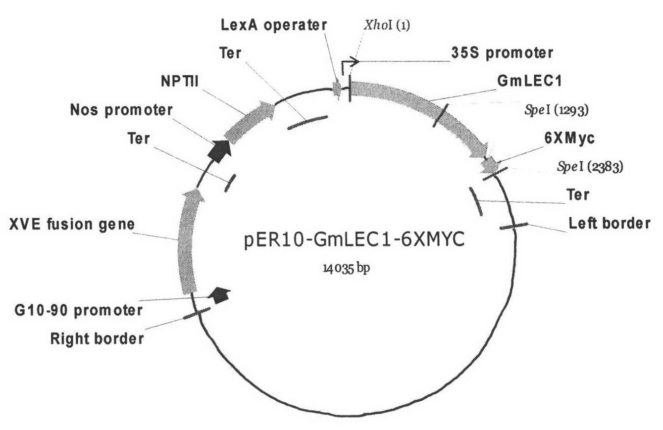 Protein GmLEC1A related to fatty acid synthesis, encoding gene and application thereof