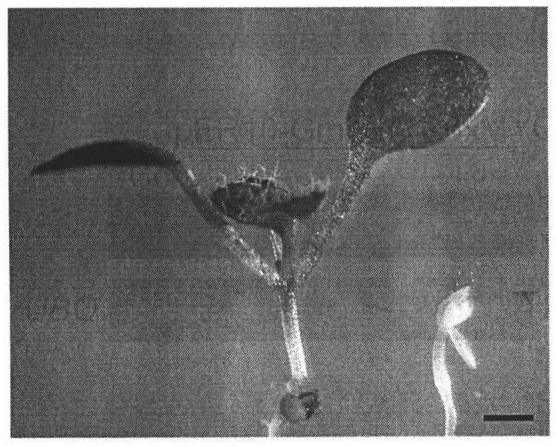 Protein GmLEC1A related to fatty acid synthesis, encoding gene and application thereof