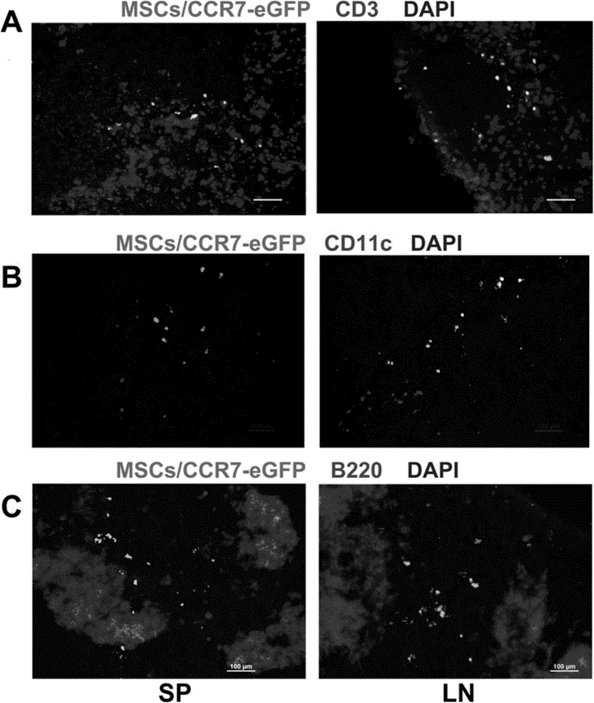 Use of recombinant mesenchymal stem cell in preparation of immunosuppressant